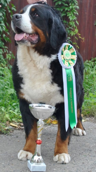 bob cacib 08 09 13 7