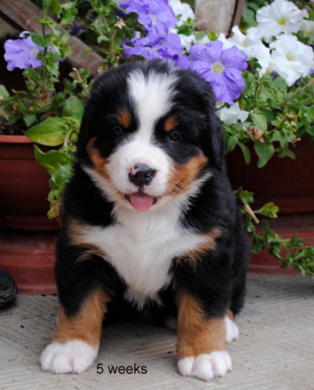 5weeks
