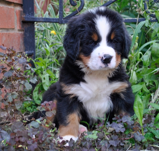 6weeks