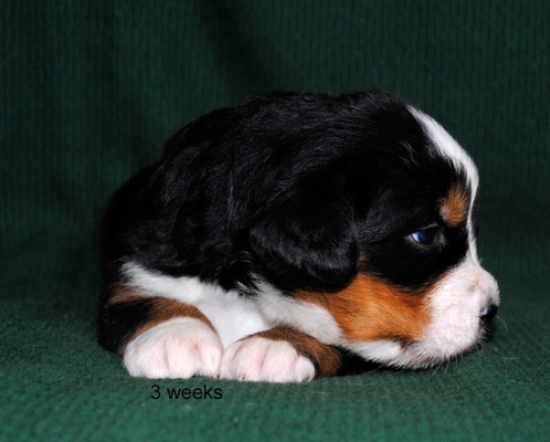 3weeks
