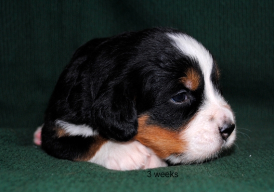 3weeks 1