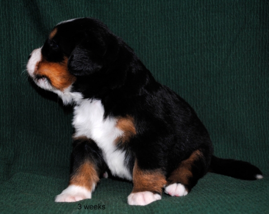 3weeks 7
