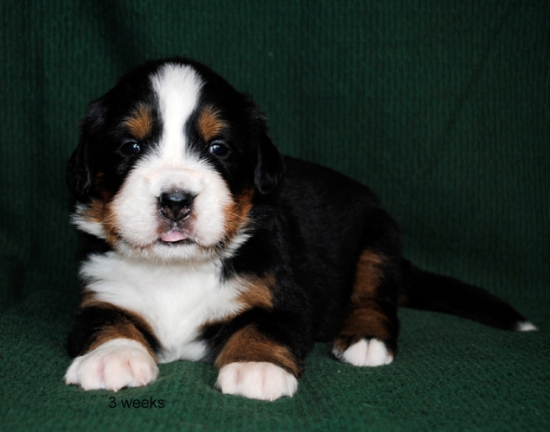 3weeks 8