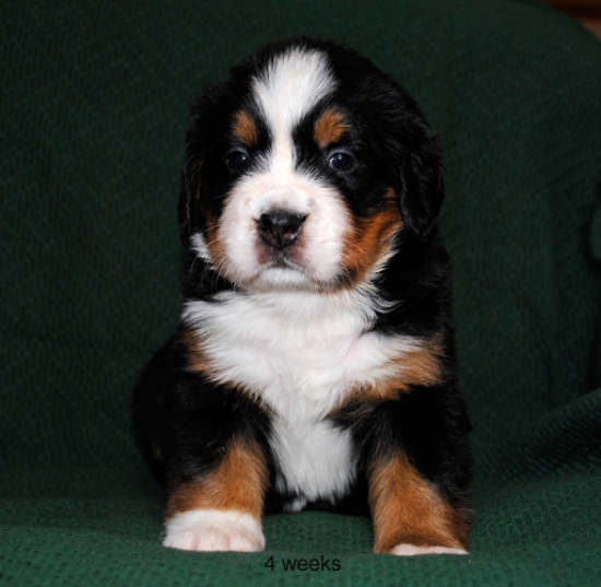 4weeks