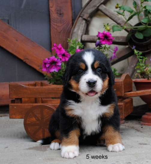 5weeks