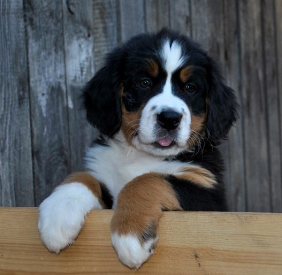 8weeks 4