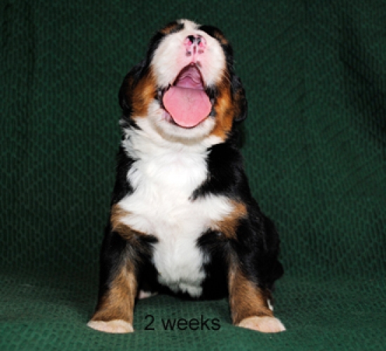 2weeks 1