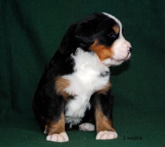 3weeks 2