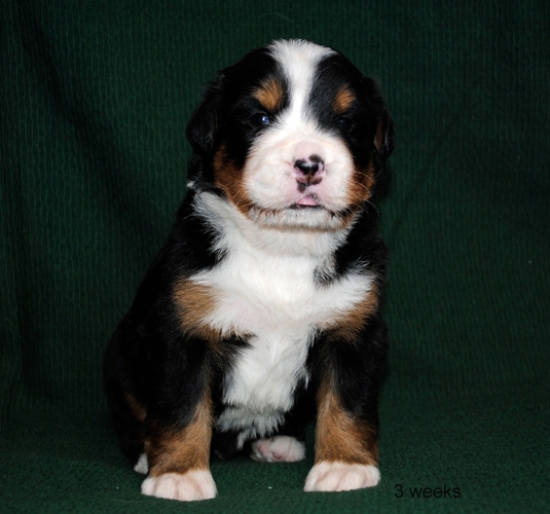 3weeks 3