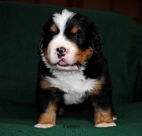 4weeks 1