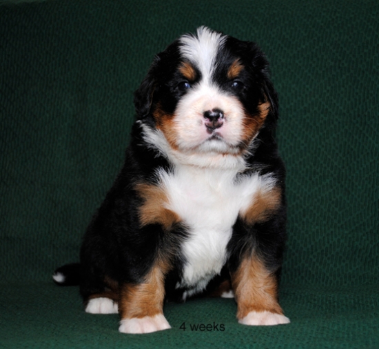4weeks 3