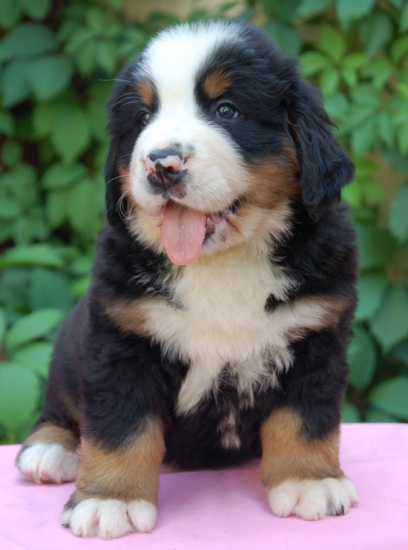 6weeks
