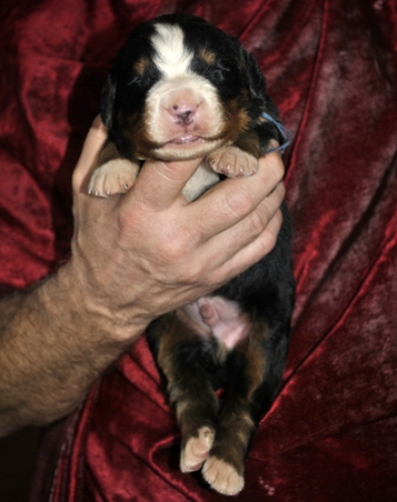 k blue 1week