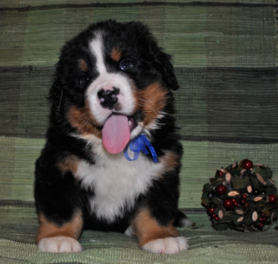 k blue 6weeks 1