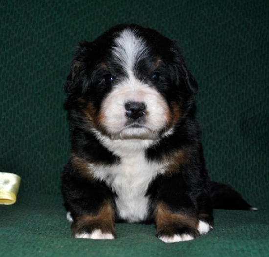 k yellow 3weeks