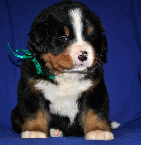 k green 4weeks