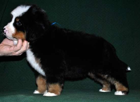 k blue 6weeks 1