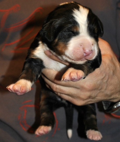 k grey 1week