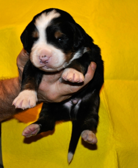 k grey 2weeks