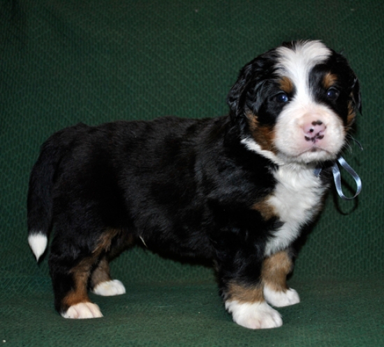 k grey 4weeks 1