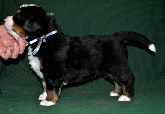 k grey 4weeks 2