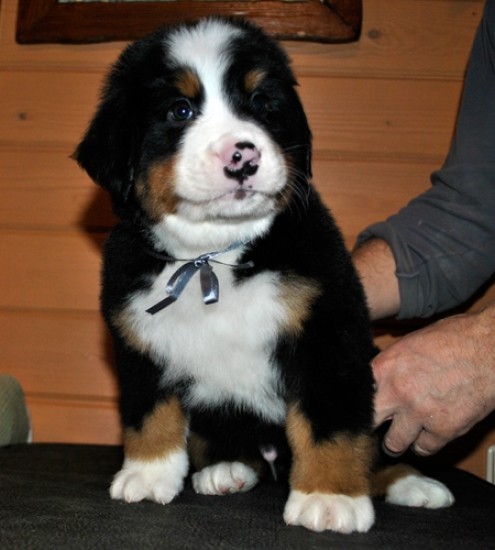k grey 6weeks 1