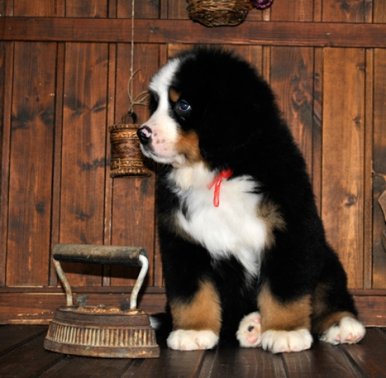 k red 8weeks 3