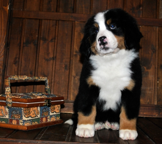 s white 8weeks 2