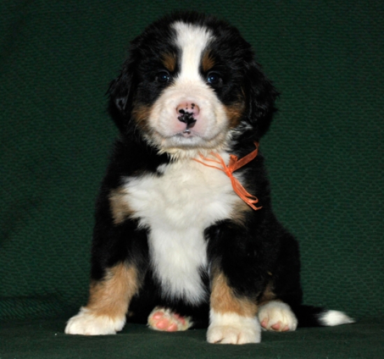 s yellow 6weeks