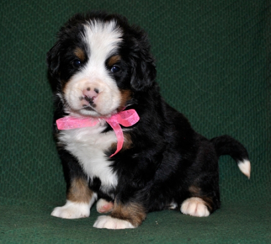 s rose 4weeks 4