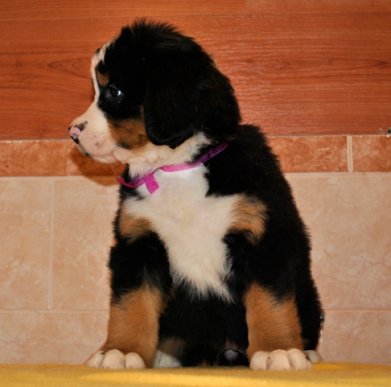 s siren 7weeks 3