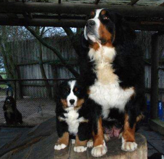 charly mother