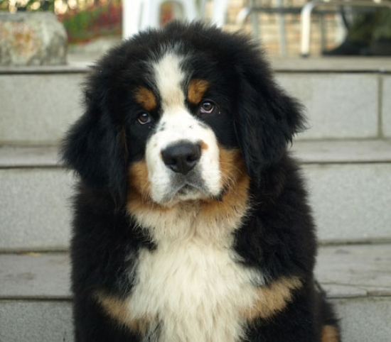 11 weeks