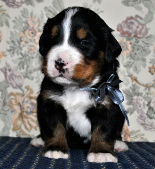 k grey 3weeks 1