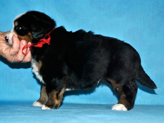 k red 4 weeks 2