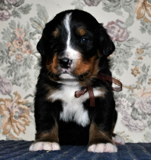k broun 3weeks 3