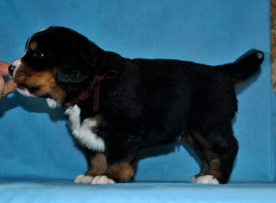 k broun 4 weeks 7