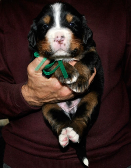 k green 3weeks 1