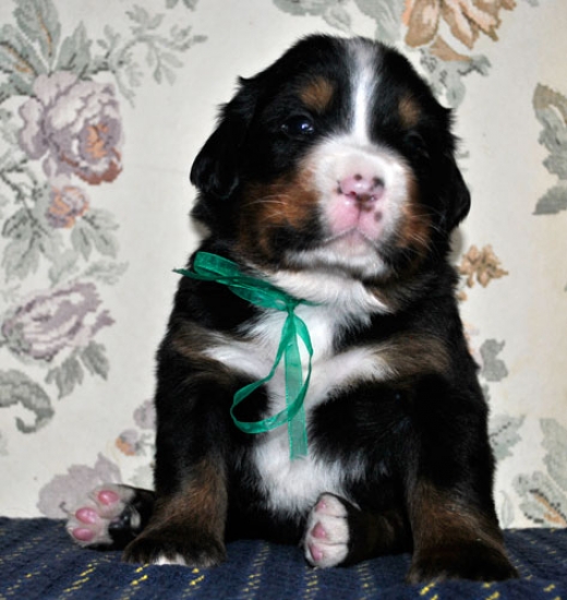 k green 3weeks 3