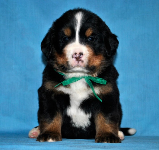 k green 4 weeks 4