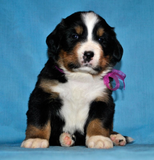 s lilac 4 weeks