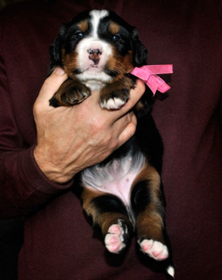 s pink 3weeks