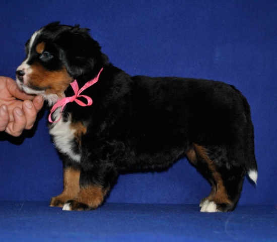 s pink 5 weeks 3