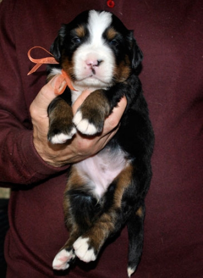 s orang 3weeks