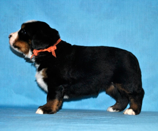 s orang 4 weeks 1