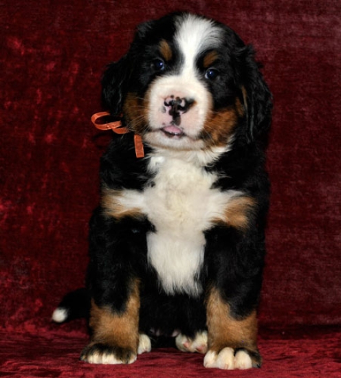 s orang 6weeks 5