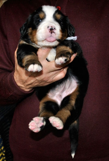 s white 3weeks