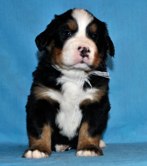 s white 4 weeks
