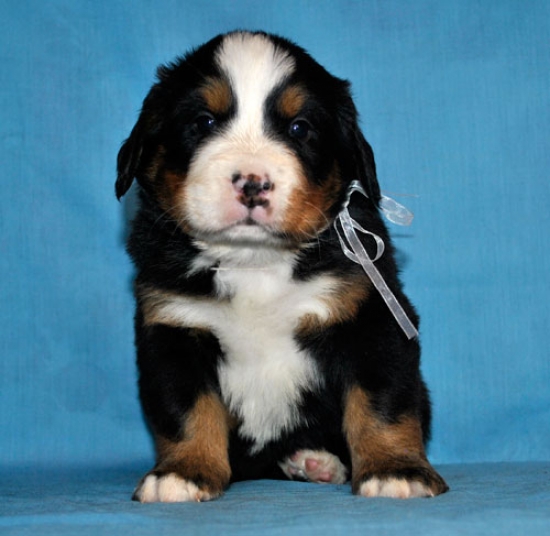 s white 4 weeks 5