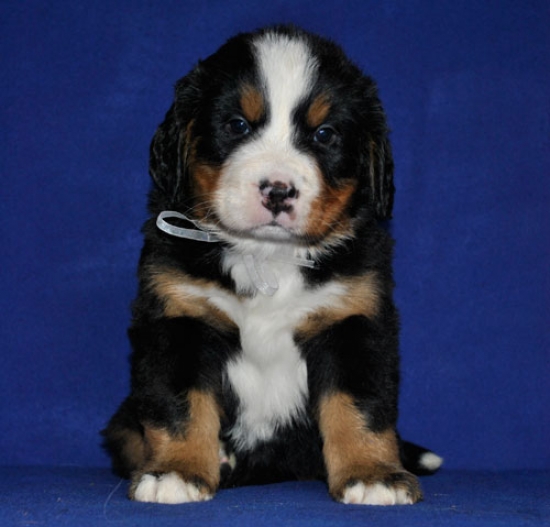 s white 5 weeks 3